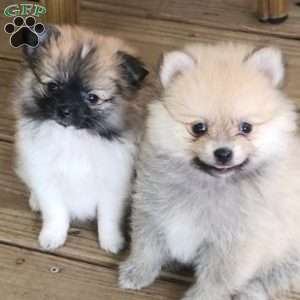 Violet-TinyToy, Pomeranian Puppy